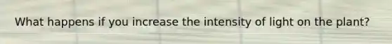 What happens if you increase the intensity of light on the plant?