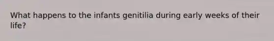 What happens to the infants genitilia during early weeks of their life?