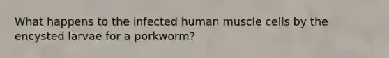 What happens to the infected <a href='https://www.questionai.com/knowledge/kIgPoJyJGl-human-muscle' class='anchor-knowledge'>human muscle</a> cells by the encysted larvae for a porkworm?