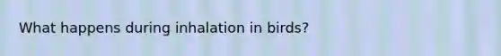 What happens during inhalation in birds?