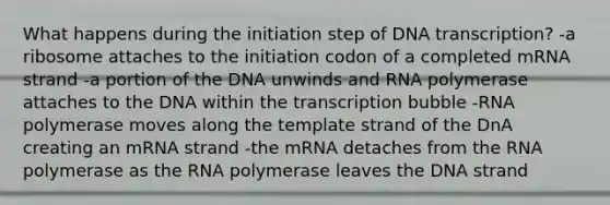 What happens during the initiation step of DNA transcription? -a ribosome attaches to the initiation codon of a completed mRNA strand -a portion of the DNA unwinds and RNA polymerase attaches to the DNA within the transcription bubble -RNA polymerase moves along the template strand of the DnA creating an mRNA strand -the mRNA detaches from the RNA polymerase as the RNA polymerase leaves the DNA strand