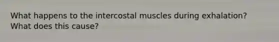 What happens to the intercostal muscles during exhalation? What does this cause?