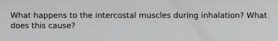 What happens to the intercostal muscles during inhalation? What does this cause?