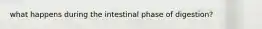 what happens during the intestinal phase of digestion?