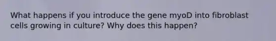 What happens if you introduce the gene myoD into fibroblast cells growing in culture? Why does this happen?