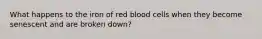 What happens to the iron of red blood cells when they become senescent and are broken down?