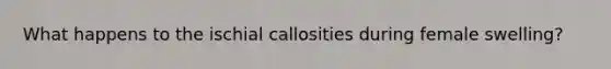 What happens to the ischial callosities during female swelling?