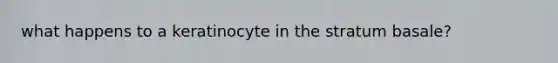 what happens to a keratinocyte in the stratum basale?
