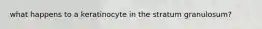 what happens to a keratinocyte in the stratum granulosum?