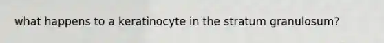 what happens to a keratinocyte in the stratum granulosum?