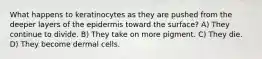 What happens to keratinocytes as they are pushed from the deeper layers of the epidermis toward the surface? A) They continue to divide. B) They take on more pigment. C) They die. D) They become dermal cells.