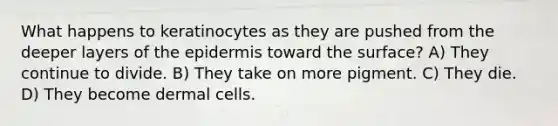 What happens to keratinocytes as they are pushed from the deeper layers of the epidermis toward the surface? A) They continue to divide. B) They take on more pigment. C) They die. D) They become dermal cells.