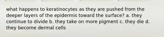 what happens to keratinocytes as they are pushed from the deeper layers of the epidermis toward the surface? a. they continue to divide b. they take on more pigment c. they die d. they become dermal cells