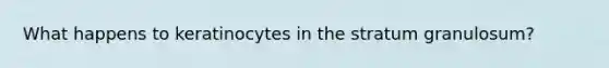 What happens to keratinocytes in the stratum granulosum?