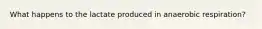 What happens to the lactate produced in anaerobic respiration?