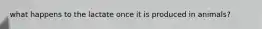 what happens to the lactate once it is produced in animals?