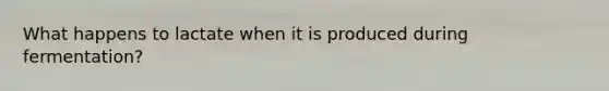 What happens to lactate when it is produced during fermentation?