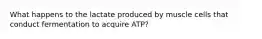 What happens to the lactate produced by muscle cells that conduct fermentation to acquire ATP?