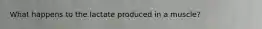 What happens to the lactate produced in a muscle?