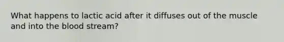 What happens to lactic acid after it diffuses out of the muscle and into the blood stream?