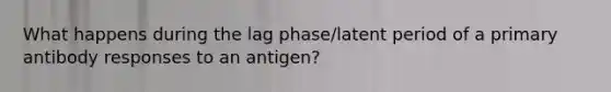 What happens during the lag phase/latent period of a primary antibody responses to an antigen?