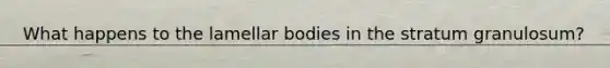 What happens to the lamellar bodies in the stratum granulosum?