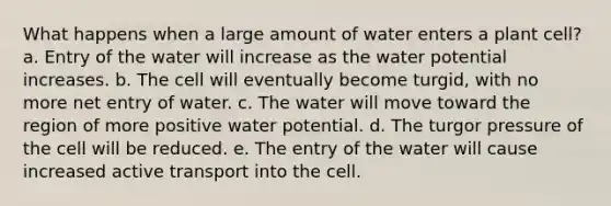 What happens when a large amount of water enters a plant cell? a. Entry of the water will increase as the water potential increases. b. The cell will eventually become turgid, with no more net entry of water. c. The water will move toward the region of more positive water potential. d. The turgor pressure of the cell will be reduced. e. The entry of the water will cause increased active transport into the cell.