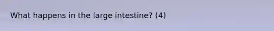 What happens in the large intestine? (4)