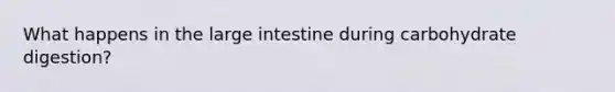 What happens in the large intestine during carbohydrate digestion?