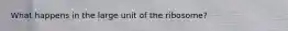 What happens in the large unit of the ribosome?