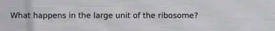 What happens in the large unit of the ribosome?