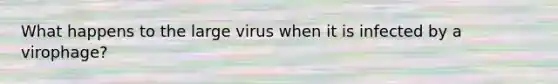 What happens to the large virus when it is infected by a virophage?