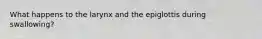 What happens to the larynx and the epiglottis during swallowing?