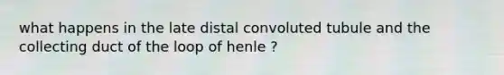 what happens in the late distal convoluted tubule and the collecting duct of the loop of henle ?