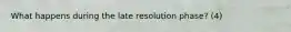 What happens during the late resolution phase? (4)