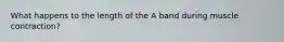 What happens to the length of the A band during muscle contraction?