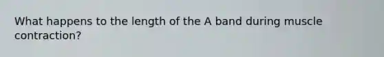 What happens to the length of the A band during muscle contraction?