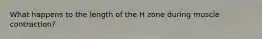 What happens to the length of the H zone during muscle contraction?
