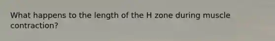 What happens to the length of the H zone during muscle contraction?