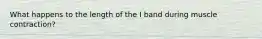 What happens to the length of the I band during muscle contraction?