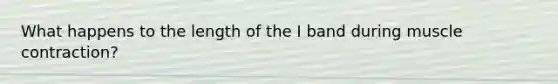 What happens to the length of the I band during muscle contraction?