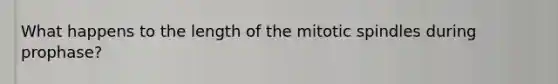 What happens to the length of the mitotic spindles during prophase?