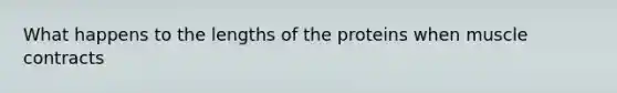 What happens to the lengths of the proteins when muscle contracts