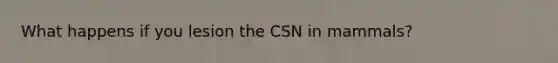 What happens if you lesion the CSN in mammals?