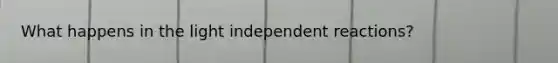 What happens in the light independent reactions?