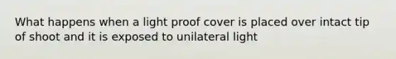 What happens when a light proof cover is placed over intact tip of shoot and it is exposed to unilateral light