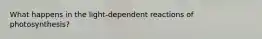 What happens in the light-dependent reactions of photosynthesis?