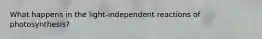 What happens in the light-independent reactions of photosynthesis?