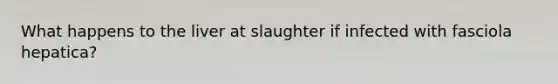 What happens to the liver at slaughter if infected with fasciola hepatica?