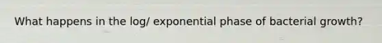 What happens in the log/ exponential phase of bacterial growth?